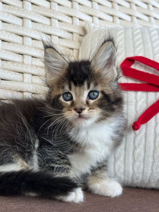 Saphira-Kotka Maine Coon