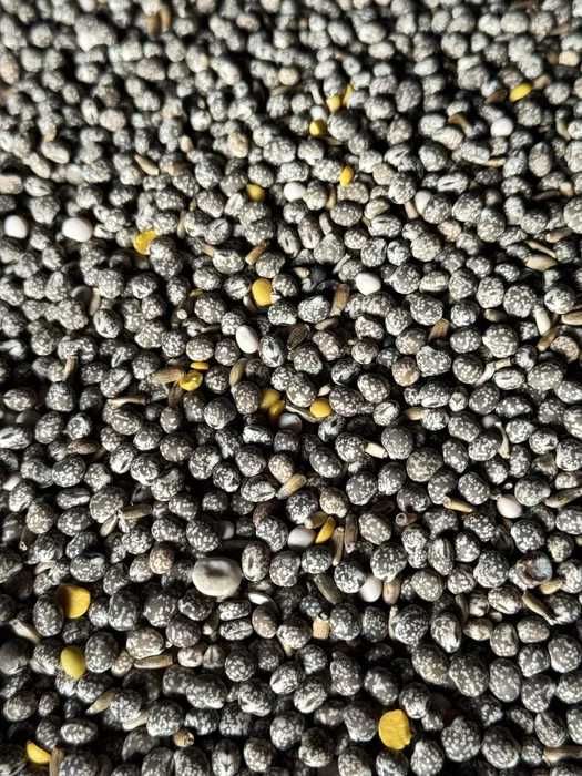 Mieszanka poplonowa Łubin + Gorczyca + Ostropest | Poplon ścierniskowy | Poprawa gleby