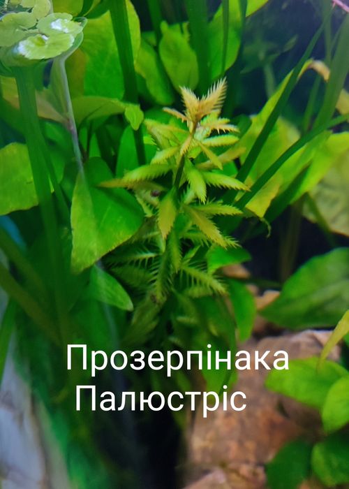 Акваріумні рослини дешево + 2 В ПОДАРУНОК