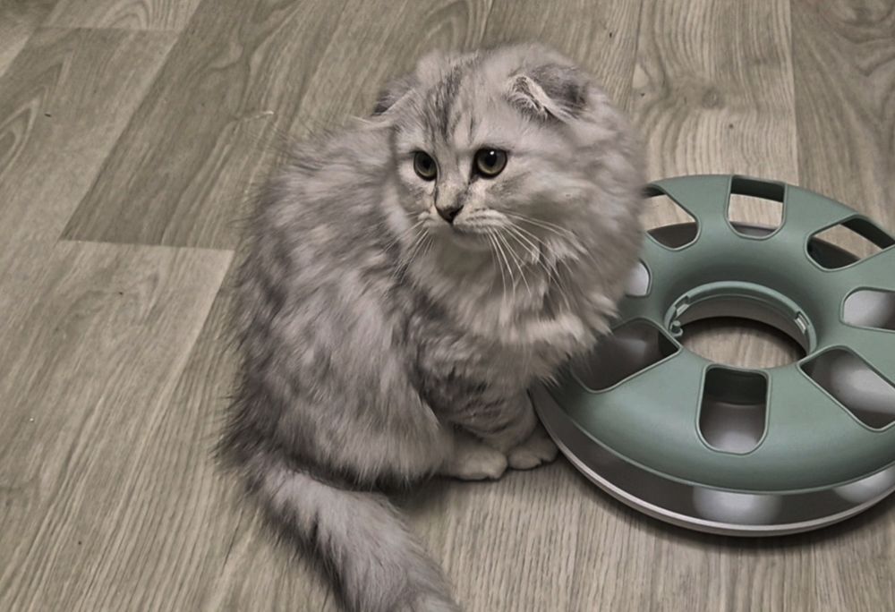 Вислоухие шотландские котята, девочка и мальчик