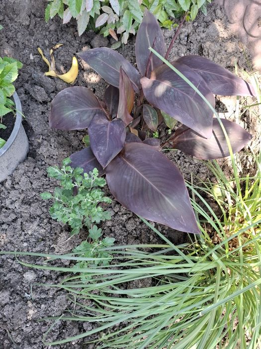 KANNA - Paciorecznik ( sadzonka )