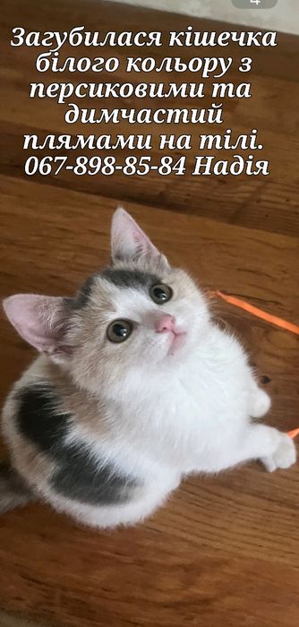 Пропала кішечка в районі ПЗР