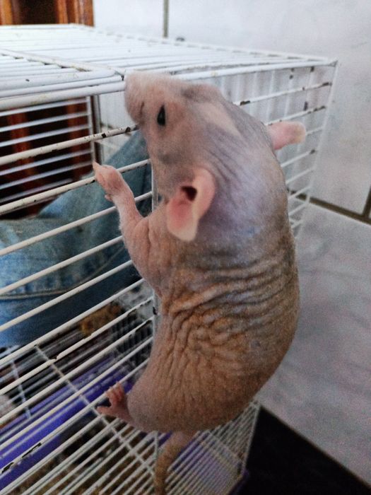 Щурик сфінкс криска