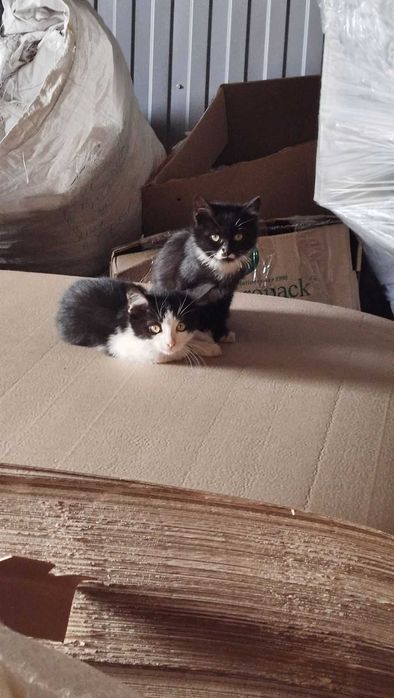 Віддам кошенят в хороші руки