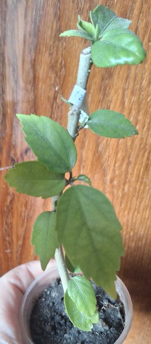 Гібіскус "El Capitolio Tequila Sunrise" кімнатний голандський