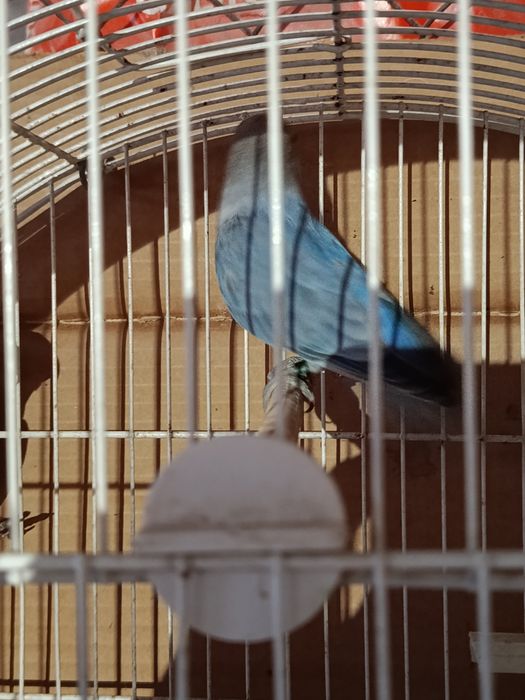 Agapórnis azuis para venda