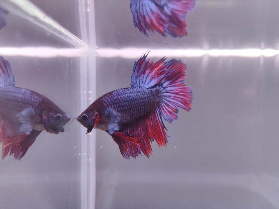 Bojownik wspaniały samiec