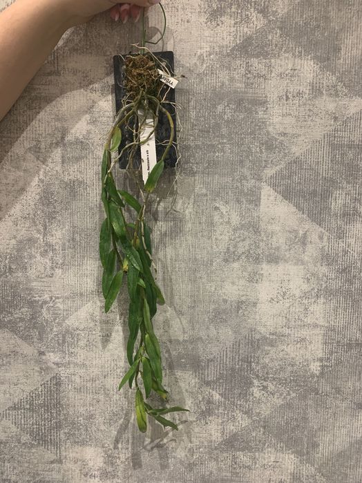 Орхідея Dendrobium Flexicaule