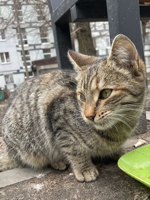 Кошеня (кішка) безкоштовно!