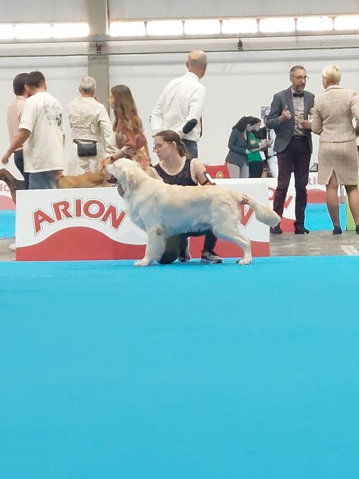 Golden Retriever Lop/Exames