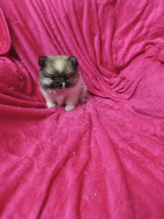 Spitz anão lulu da Pomerânia, fêmea mini