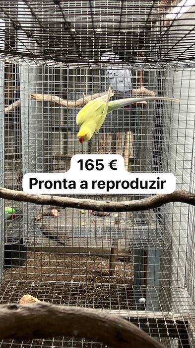 Ring necks 2022 e 2019