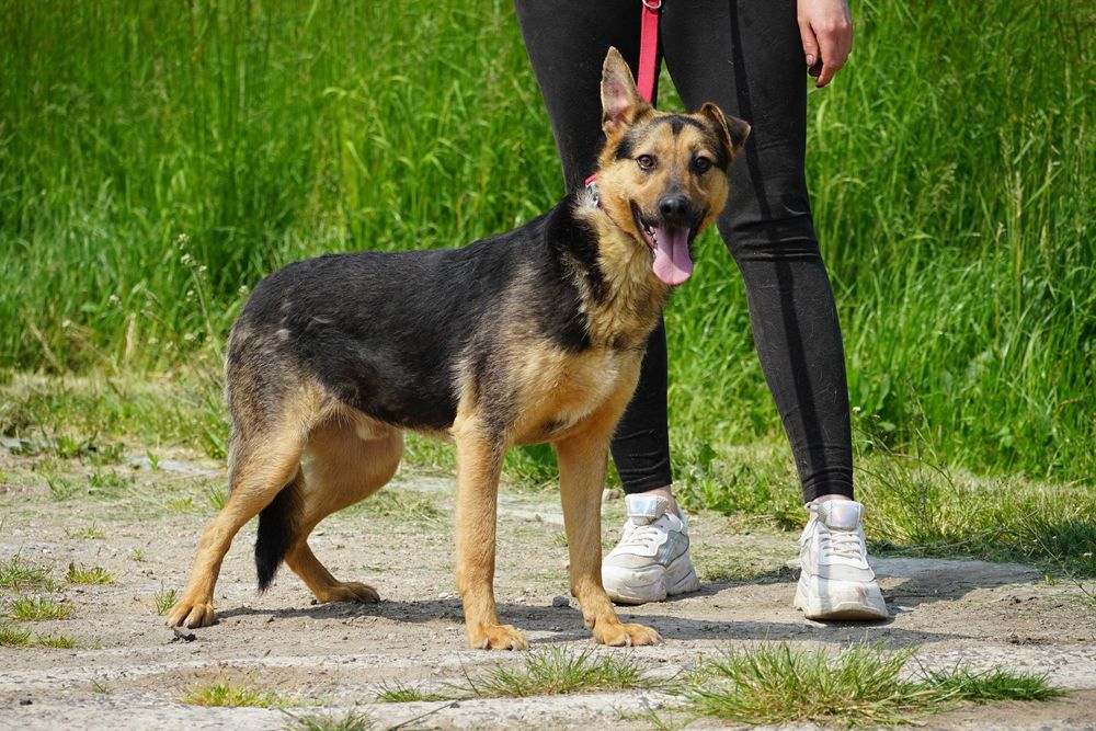 LOTTO - świetny pies szuka świetnego domu