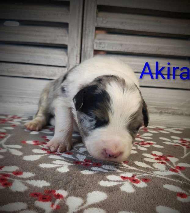 Border collie piesek Blue merle przebadani rodzice