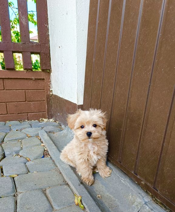 Sprzedam ślicznego pieska maltipoo