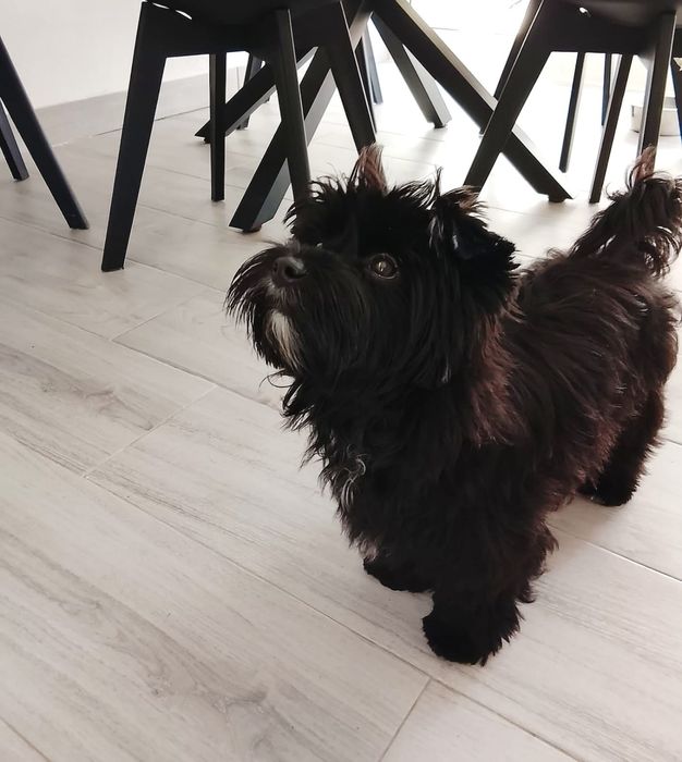 Femea Yorkshire Terrier