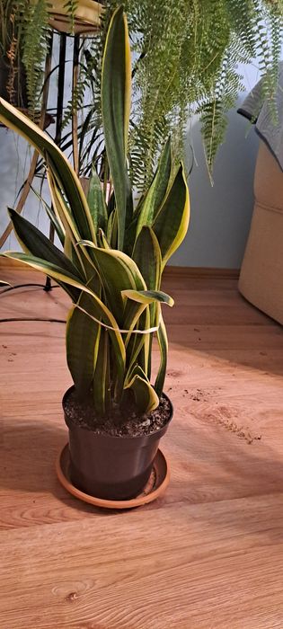 Sansewieria zeylanica i gwinejska (język teściowej]