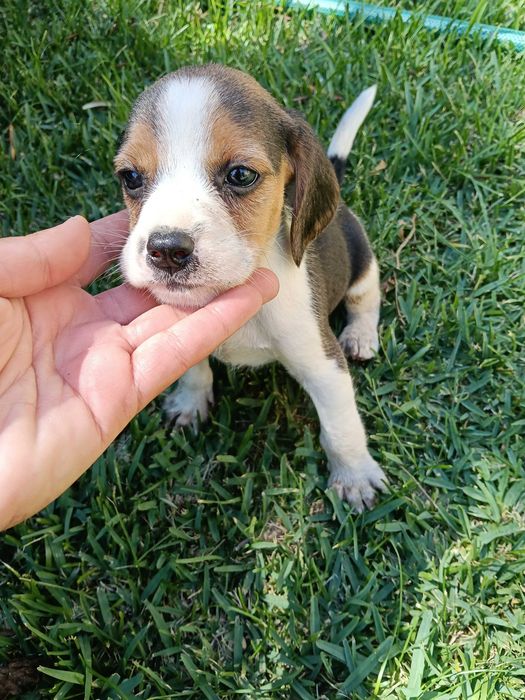 Beagles macho lindo