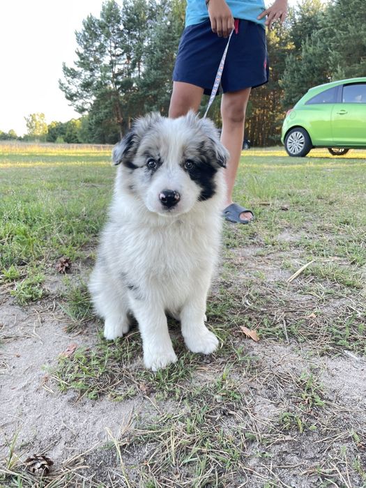 Border Collie FCI blue merle