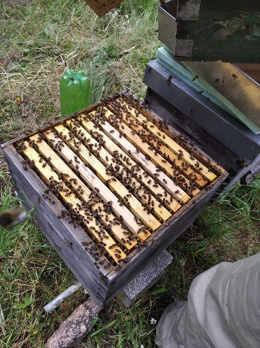 Ninho de abelhas63825517607681123