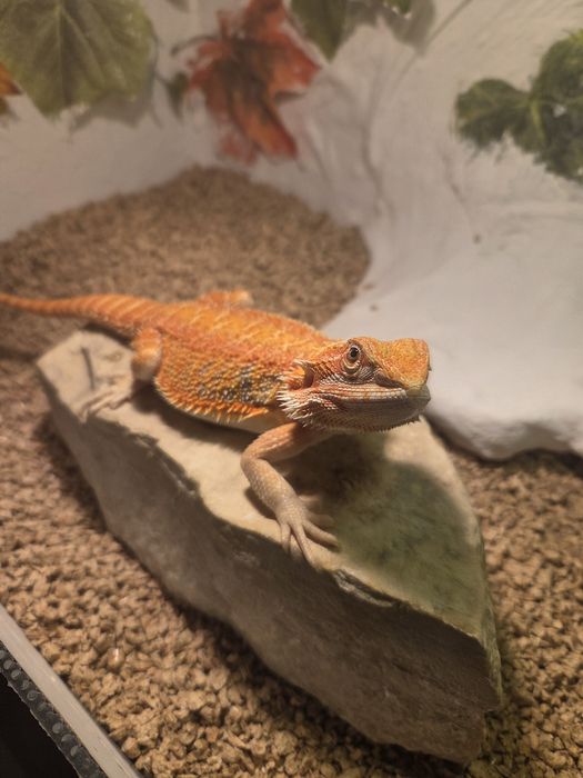 Agama Brodata Red Citrus