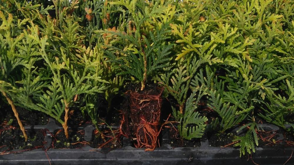 Thuja Europa Gold Złoty Szmaragd multiplat,multipaleta