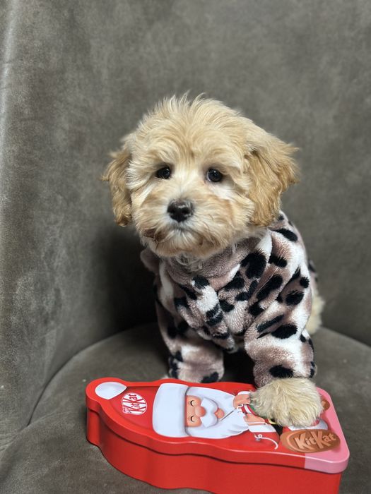 Мальтипу красивая девочка