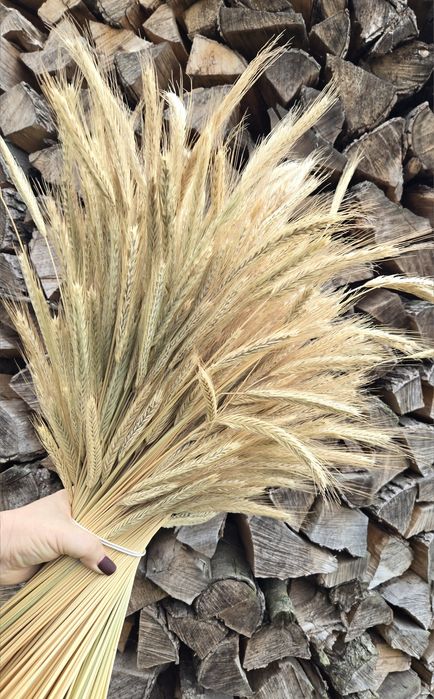 Колоски і соломка житня для творчості