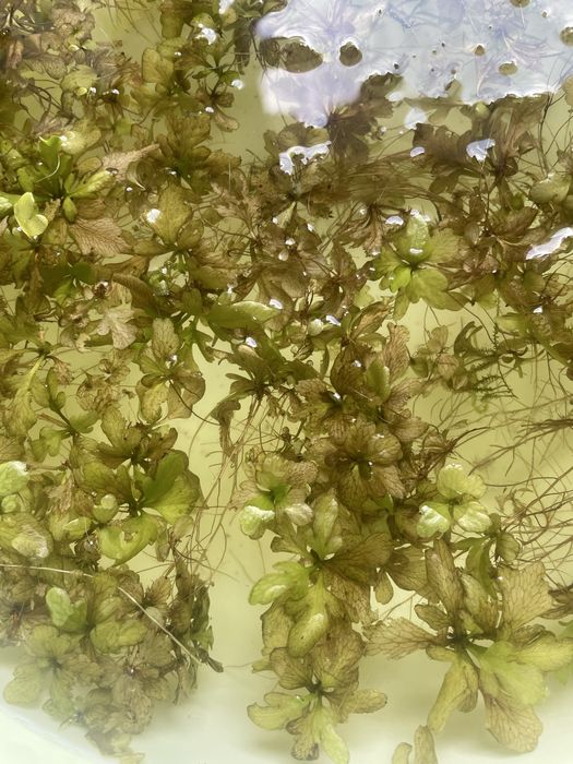 Roslinki z przycinki