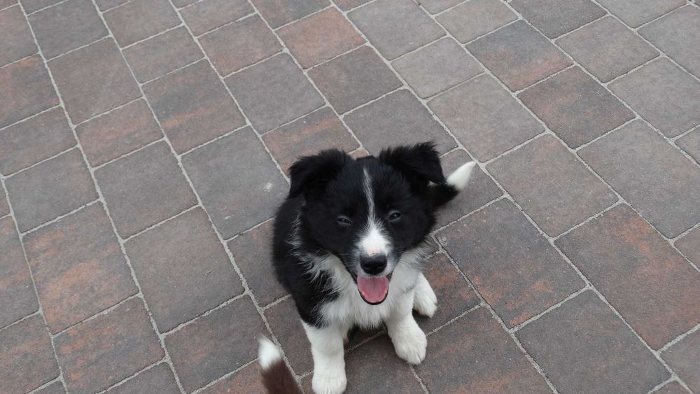 Border collie śliczna czarno biała suczka