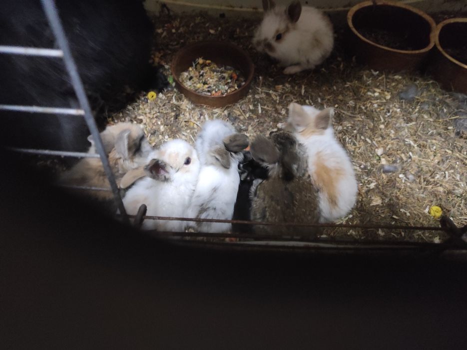 Króliczki miniaturowe .