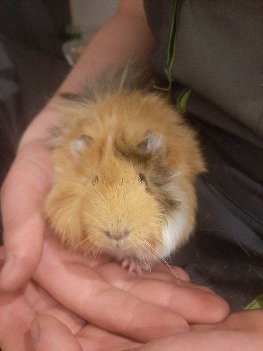 Sprzedam świnki morskie