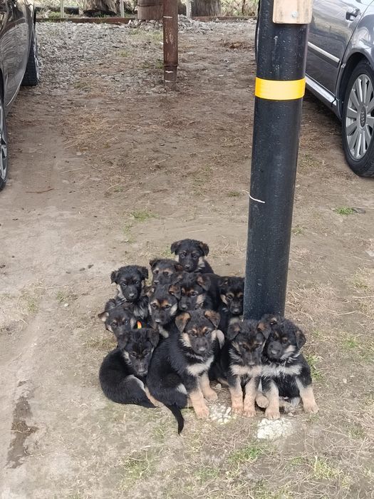 Цуценята німецької вівчарки