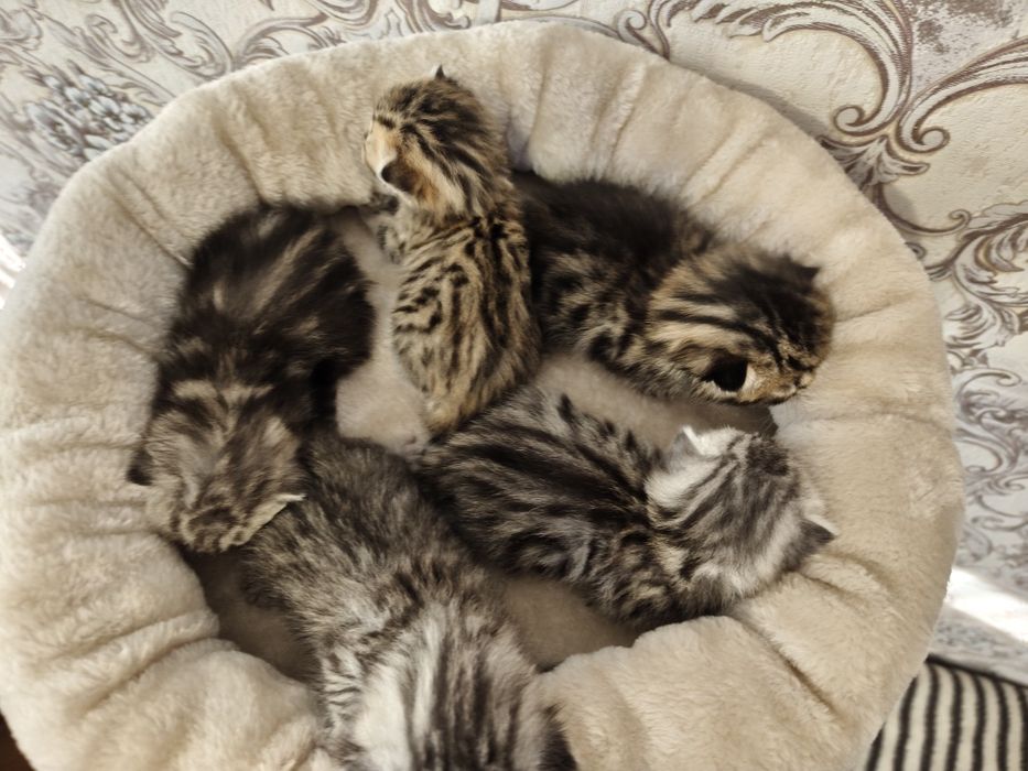 Яркие малыши"Scottish Fold и Straight"