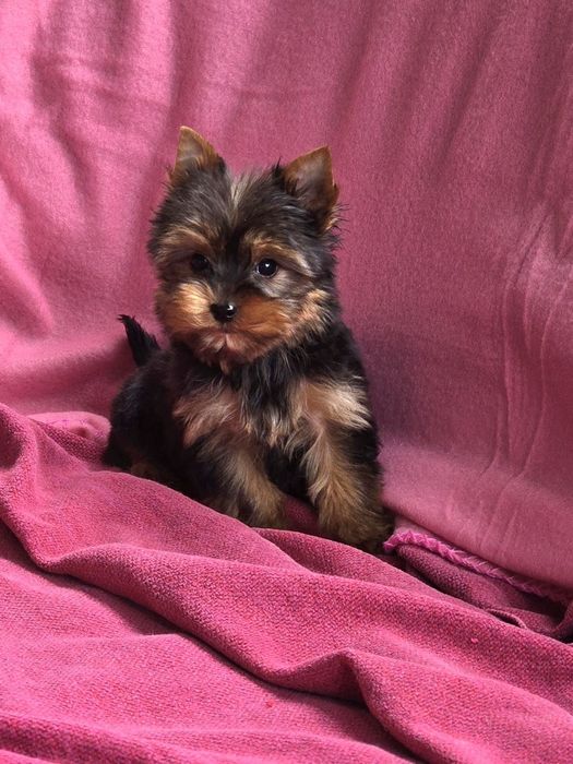Piesek Yorkshire terrier