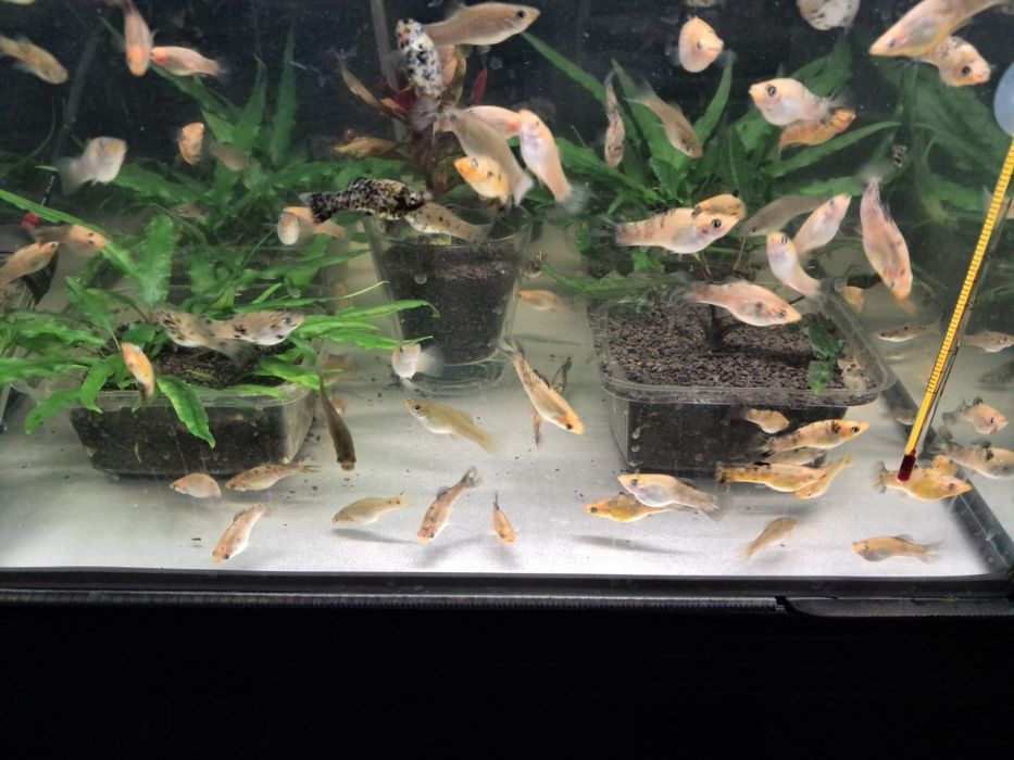 Sprzedam molinezje molinezja nakrapiana srebrna złota