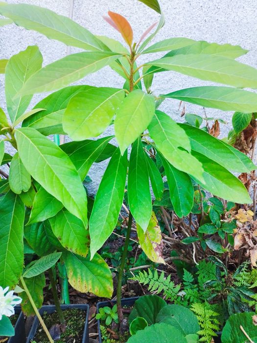 Abacate - planta em vaso