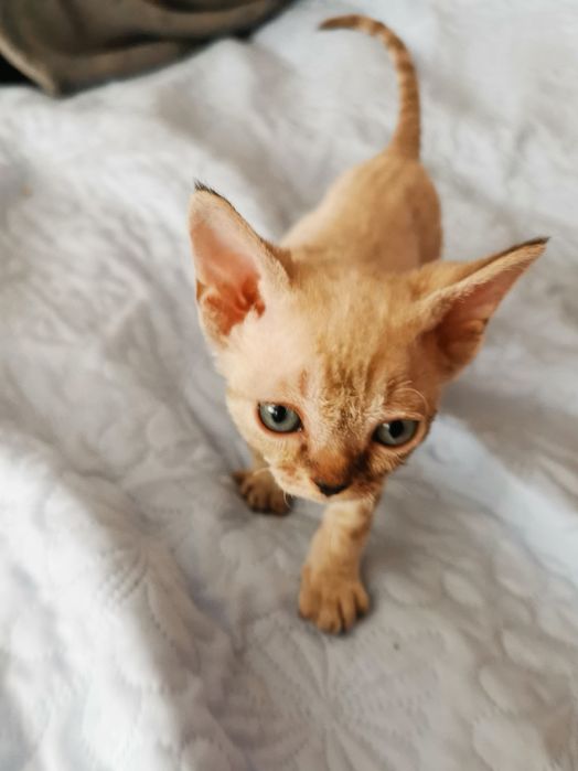 Kocurek Devon Rex