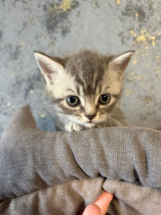 Шотландські кошенята