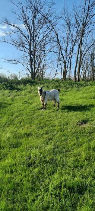 Кози,вівці,козенята