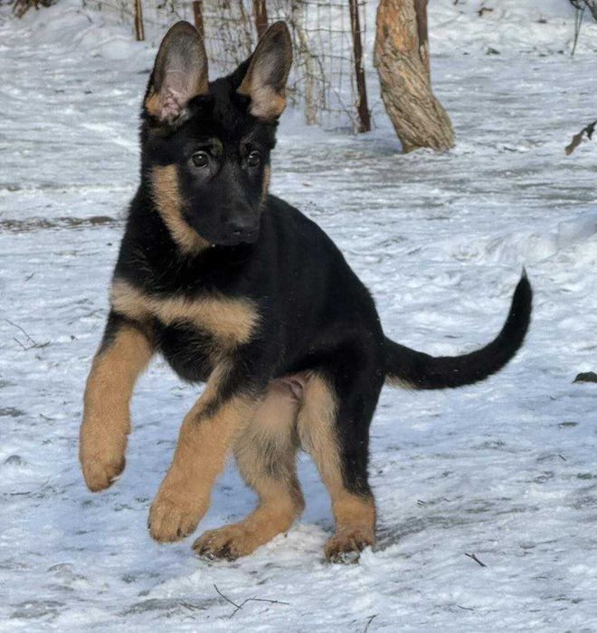 Щенки Чистокровной Немецкой Овчарки Харьков Доставка