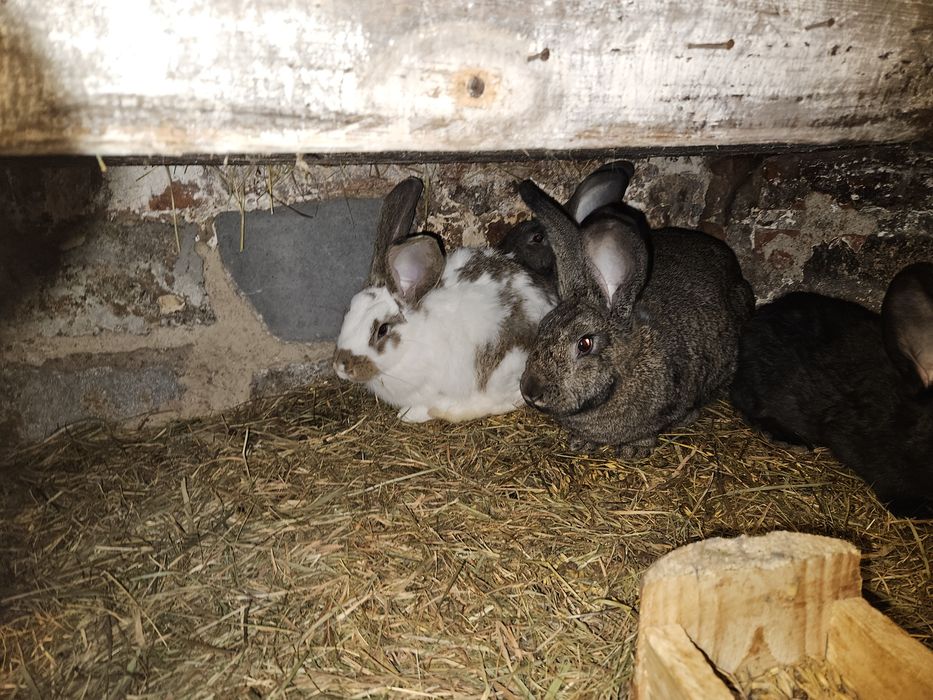Króliki samce , samice i samice kotne.