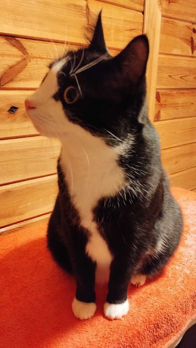 Piękny kocurek bardzo potrzebuje domu !