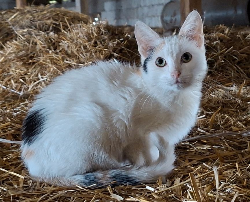Kotka do adopcji