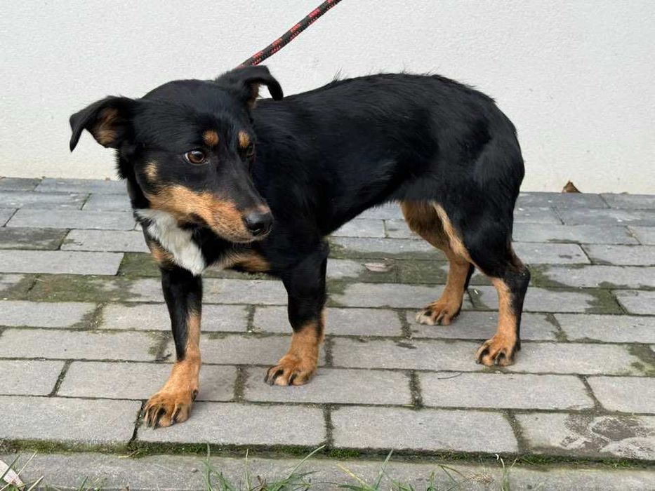 Przełamująca swoje lęki, piękna, czarna, niskopodłogowa Ewcia szuka wyrozumiałego domu