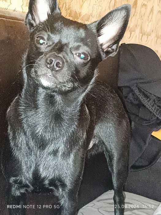 Красавчик Лаки ,Ищем Красотку