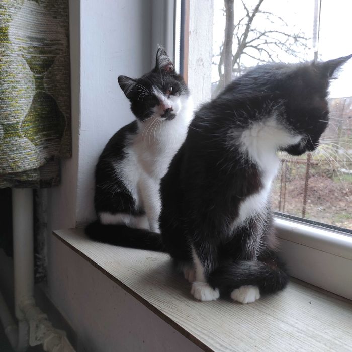 Кошеня котик в хороші руки