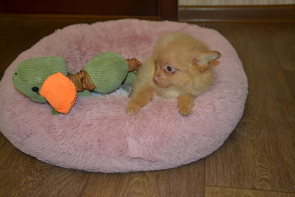 Міні  хлопчик  красунчик!