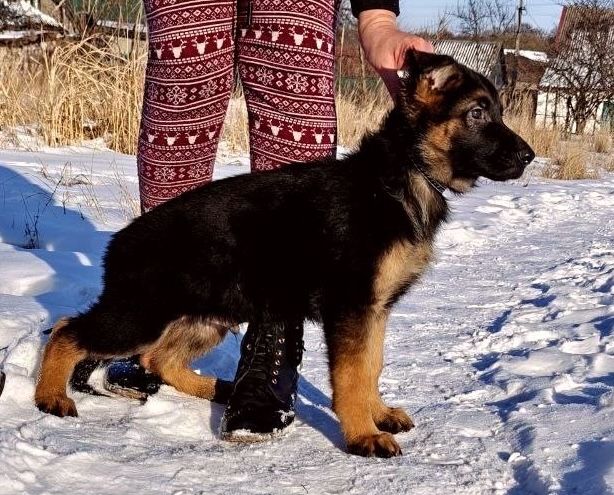 Немецкі собаки !