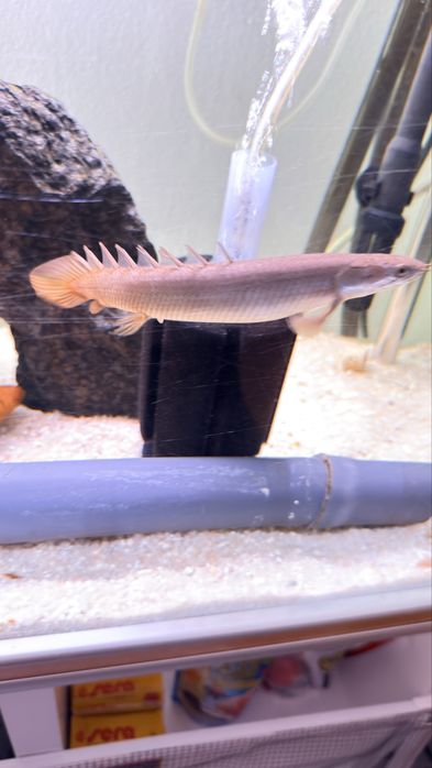 Polypterus senegal
